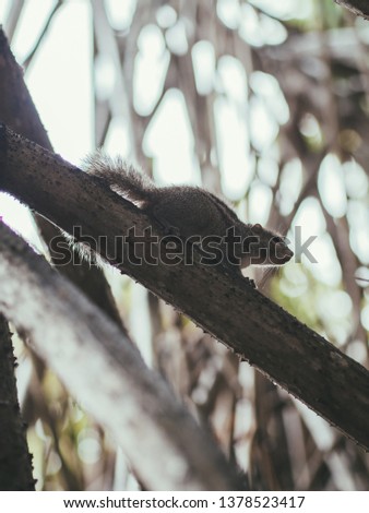 Cute squirrel, Sri Lanka
