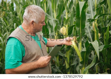 Farmer with tablet in field.  Senior agronomist and farmer 