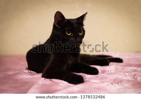 Black cat with yellow eyes lying on a bed covered with pink bedspread