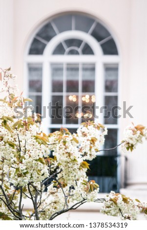 A blooming tree in front of a beautiful residential window