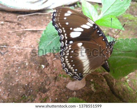 Beautiful Butterfly on the green leaf - nature image