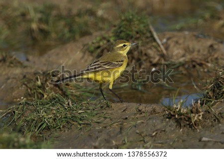 A stunning Yellow Wagtail, Motacilla flava, hunting for insects to eat in a marshy meadow in the UK.