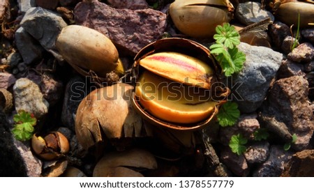 acorns in the forest Royalty-Free Stock Photo #1378557779
