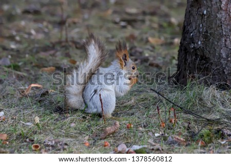 Profile of the Eurasian red squirrel (Sciurus vulgaris) in gray winter coat eating hazelnut