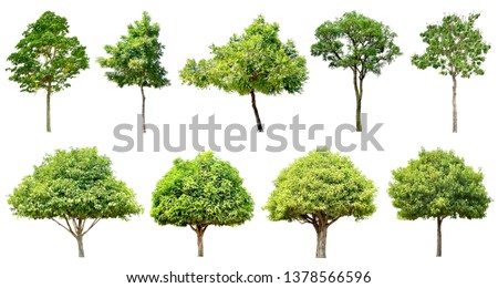 Trees green leaves and bonsai. Isolated on white background (clipping path)
total of 9
