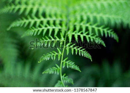 Native Forest Fern 02