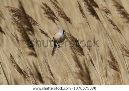 A pretty Bearded Tit, Panurus biarmicus, perching on the stem of a reed at the edge of a river in Kent, UK.