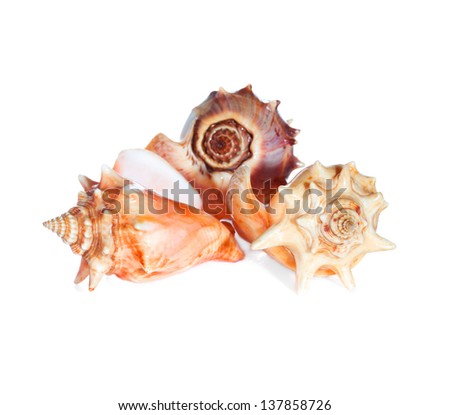 sea shells  macro isolated on white  background closeup