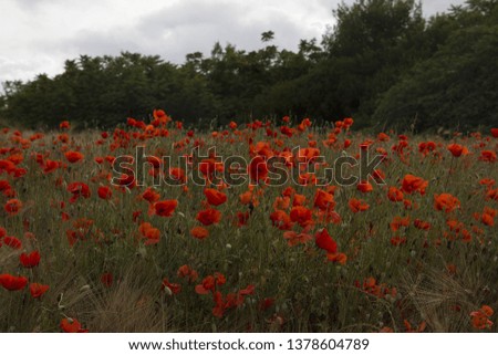 
poppy field petal nature