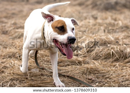 Dogs on a walk. American Staffordshire Terrier and pit bull Terrier.