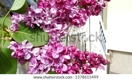 exceptionally beautiful lilac blossoms, The lilac in our garden has beautiful purple blossoms Royalty-Free Stock Photo #1378615499