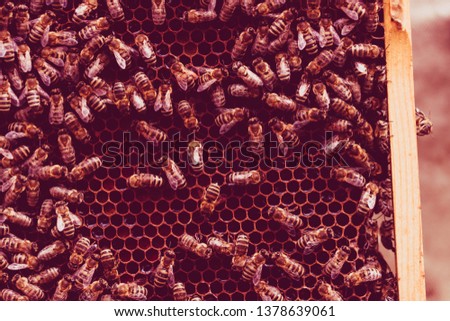 Close up view of the working bees on honey cells. Bees convert nectar into honey and close it in the honeycomb. Selective focus. Colored in red