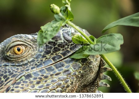 very big green reptile called iguana in the forest  with orange iris and black pupil. the skin is full of scales like a dragon and a dinosaur. the photo of the animal is well detailed and blurred
