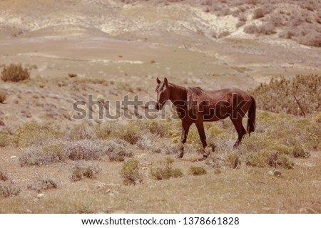Wild horses roaming free on the mountain range.
