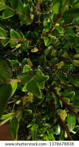 green plants in spring Royalty-Free Stock Photo #1378678838