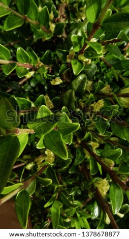 green plants in spring Royalty-Free Stock Photo #1378678877