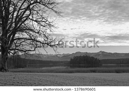 Landscape at the lakes called Osterseen with the silhouette of a single tree and the bavarian alps in the background in early spring, black and white photo, Germany, Bavaria