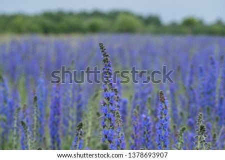 Vipers Bugloss or Blueweed (Echium vulgare) blossom field.  Blue blooming flower, natural environment.