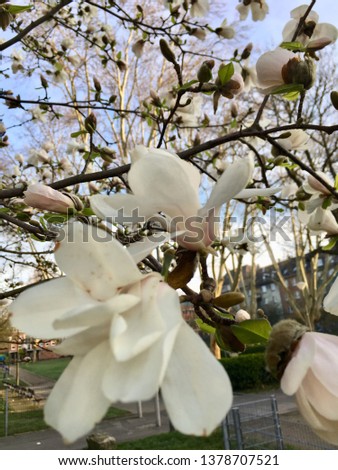 a gentle magnolia flower