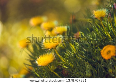 Beautiful Yellow Wild Flowers Close Up. Hardy Yellow Ice Plant in Blossom, California Springtime