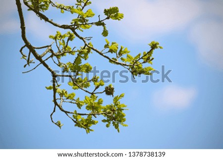 Oak branch in the sky