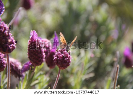 Beautiful butterfly on lavender flowers