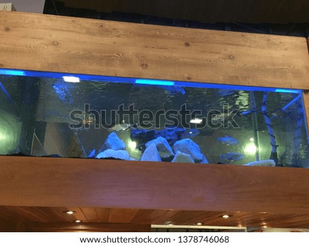 An aquarium, object of decoration, glass on two pieces of rustic wood, under the roof, with stone fish and lighting.