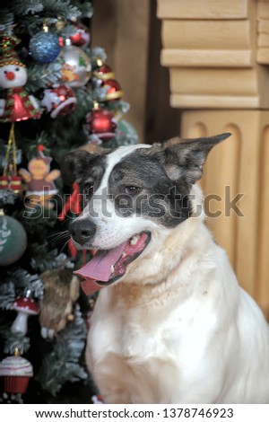 Dog in Christmas. Decoration, background.
