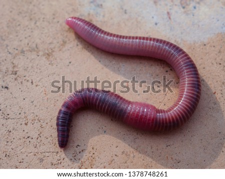 Earthworms in black soil of greenhouse. Macro Brandling, panfish, trout, tiger, red wiggler, Eisenia fetida.
Garden compost and worms recycling plant waste into rich soil improver and fertilizer Royalty-Free Stock Photo #1378748261
