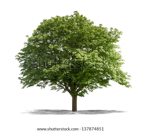 Beautifull green tree on a white background in high definition Royalty-Free Stock Photo #137874851