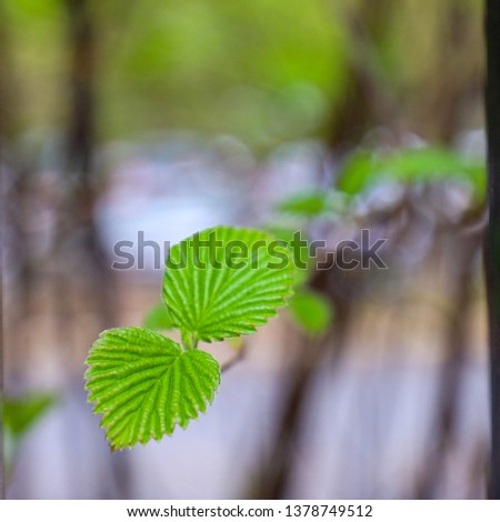 Focused picture of a leaf showing off it’s ventricular arrangement