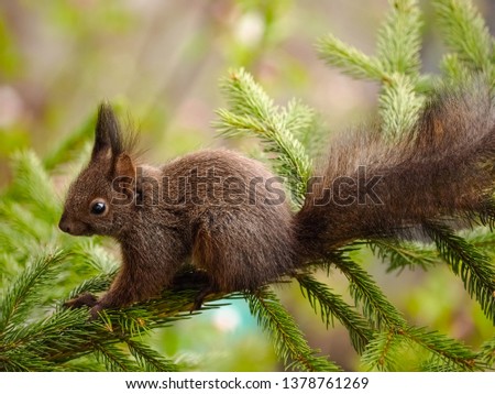 Young squirrel on a pine tree