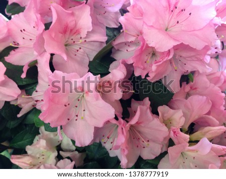 pink flowers Rhododendron bush fresh blooming . Pink Rhododendron flower. Rhododendron flower pattern background . stock, photo, photograph, picture, image, 