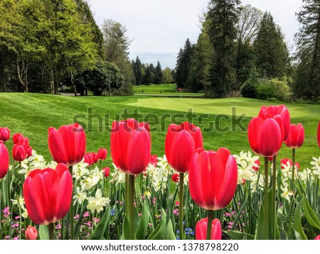 A beautiful view of a golf course with a green surrounded by evergreen forest in the background, and a garden of red tulips and daffodils in the foreground.  a