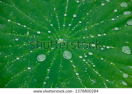 Lotus leaf and water drops
