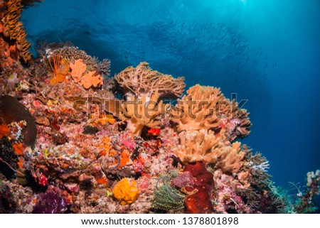 Wide angle underwater coral shot of very bright corals against a blue background. The ocean's surface can be seen behind schools of hundreds of small fish. Colors are very vibrant orange, yellow, red