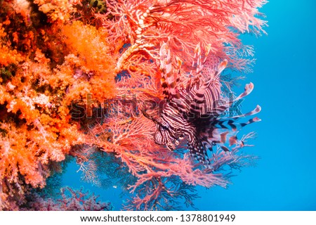Close-up wide angle shot of a Lion Fish swimming near pink coral against a light blue background. Lionfish has its fins spread out and is camouflaged against the bright coral