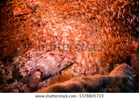 Underwater shot of thousands of tiny golden fish surrounding a resting Wobbegong Shark. Colors are bright orange, with a spotlight effect on the subject