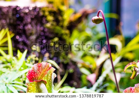 Carnivorous plants in a tropical botanical garden. Exotic greenery background. Selective focus, shallow DOF.