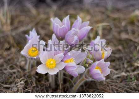Prairie Crocus is a genus of flowering plants in the iris family comprising 90 species of perennials growing from corms. Their flowers typically bloom in spring.