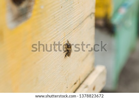 Bees at old hive entrance. Bees returning from honey collection to yellow hive. Bees at entrance. Honey-bee colony guards hive from looting honeydew. bees return to beehive after honeyflow. Copy space