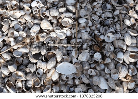 close up picture of sea shells on the beach sand