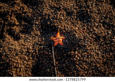 Found a Starfish on the beach