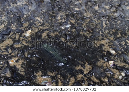 Fossil imprint in the black stone. Satun province, Thailand Royalty-Free Stock Photo #1378829702