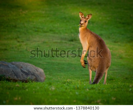Eastern Grey Kangaroo. Australian marsupial next to boulder on lush lawn looks over shoulder at sunset. New South Wales.