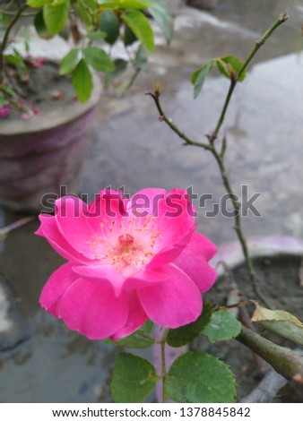 This is a natural picture of Pink Rose. That how it looks in raining season. Rose with some water drop on Patel.
