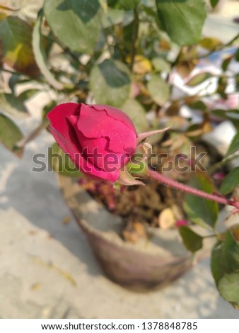 This is a natural picture of Dark Pink Rose. This picture doesn't show background content.