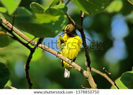 Sunbird on branch