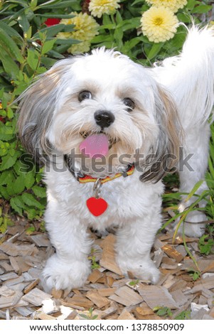 Cute Dog Posing for Picture Standing in Wood Chips and Flowers
