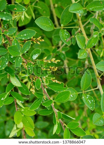 Leaves and water droplets
